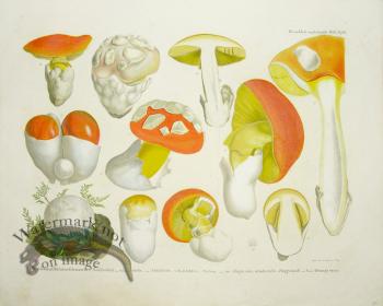 Mushroom Atlas 02